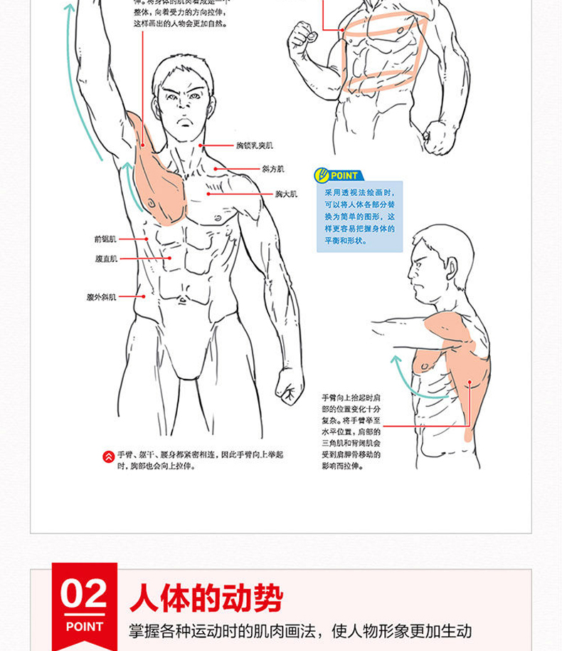 正版动漫专题训练系列套装共2本手脚肌肉绘画完全图解人体结构美术