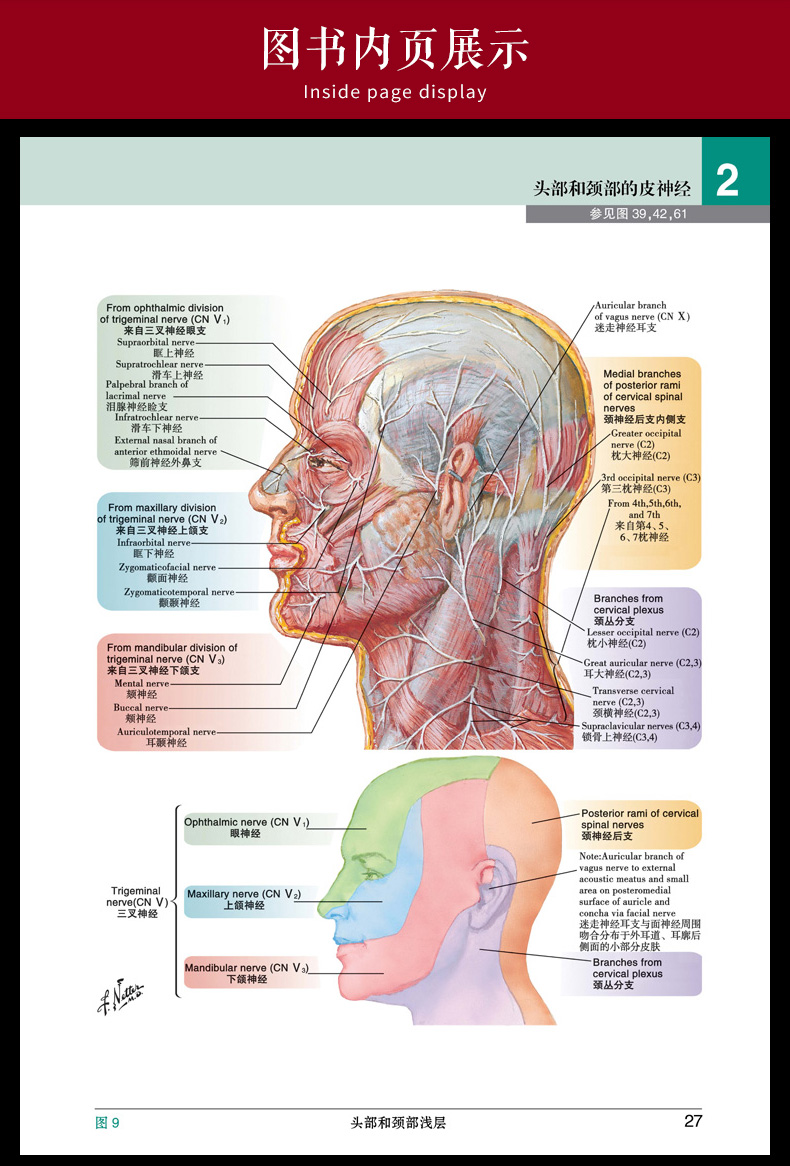 正版 奈特人体解剖学彩色图谱第7版奈特第七版 翻译 .