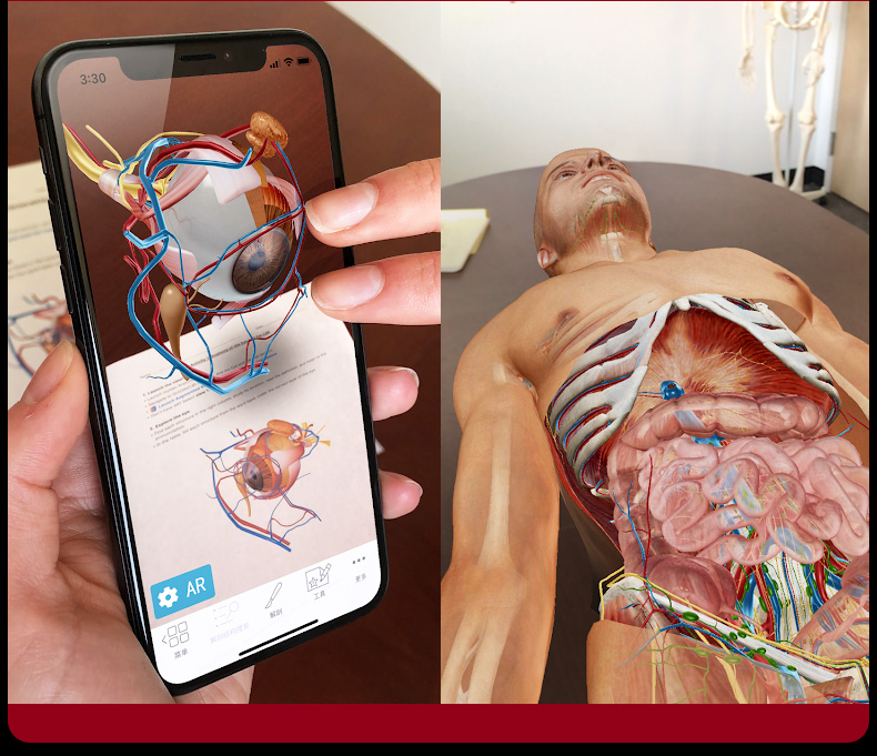 正版奈特人体解剖学彩色图谱第7版奈特第七版翻译双语基础临床医学