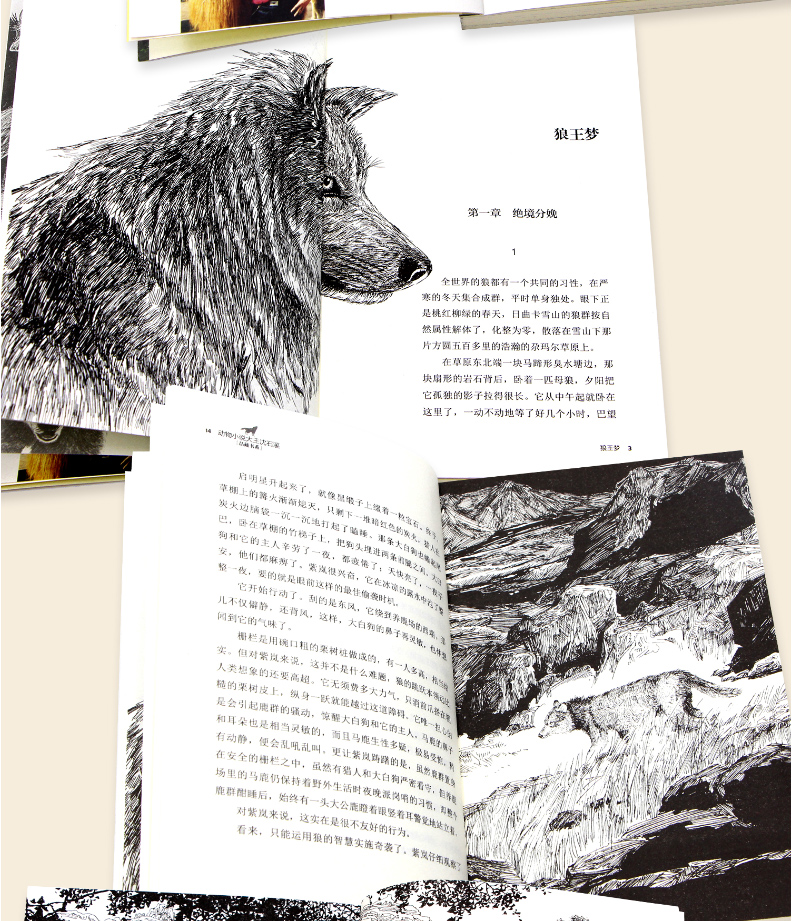 任选5本沈石溪动物小说全集 套装全套12册全系列 狼王梦正版 第七条猎狗经典书籍 小学生保姆蟒六年级最后一头战象斑羚飞渡 34新版