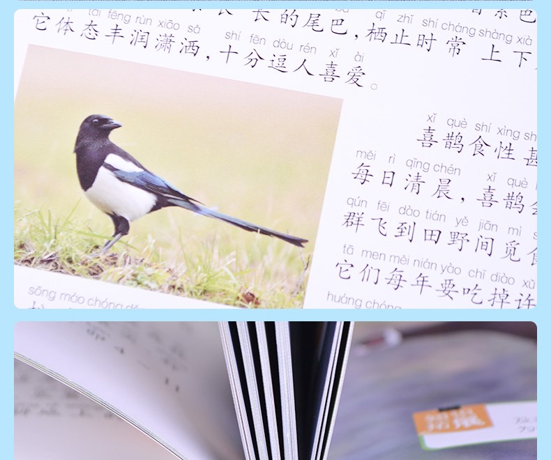 【注音有声朗读版】鸟类小百科 一二三年级少儿拼音读物 儿童故事书 小学生课外阅读书籍