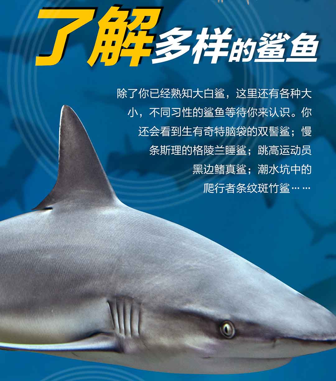 dk兒童極限百科全書鯊魚極限揭秘海洋生物海底世界鯊魚68101215歲兒童