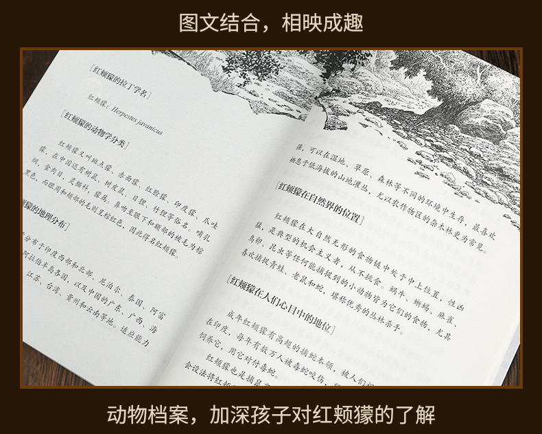  正版 沈石溪动物小说牧羊神豹升级版 沈石溪大王的书全集单本全系列品藏书系 四五 三六年级小学生儿童文学作品集 浙江少