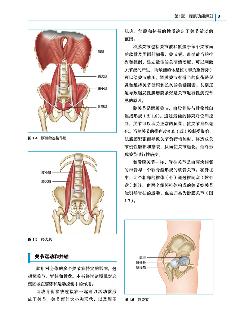 康复纠正性和功能性训练 健身书籍腰部肌肉腰肌劳损肌肉疼痛解剖运动