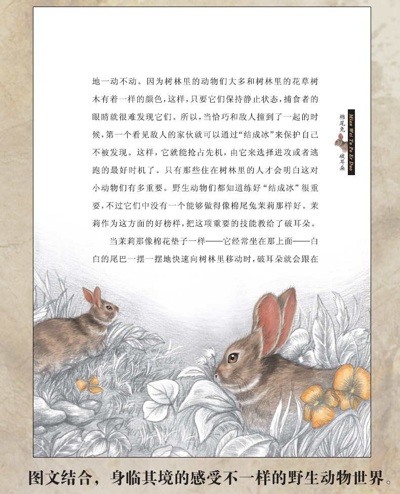 西顿野生动物故事集全8册 儿童动物科普故事书小学生课外阅读 8-15岁儿童文学励志小说系列