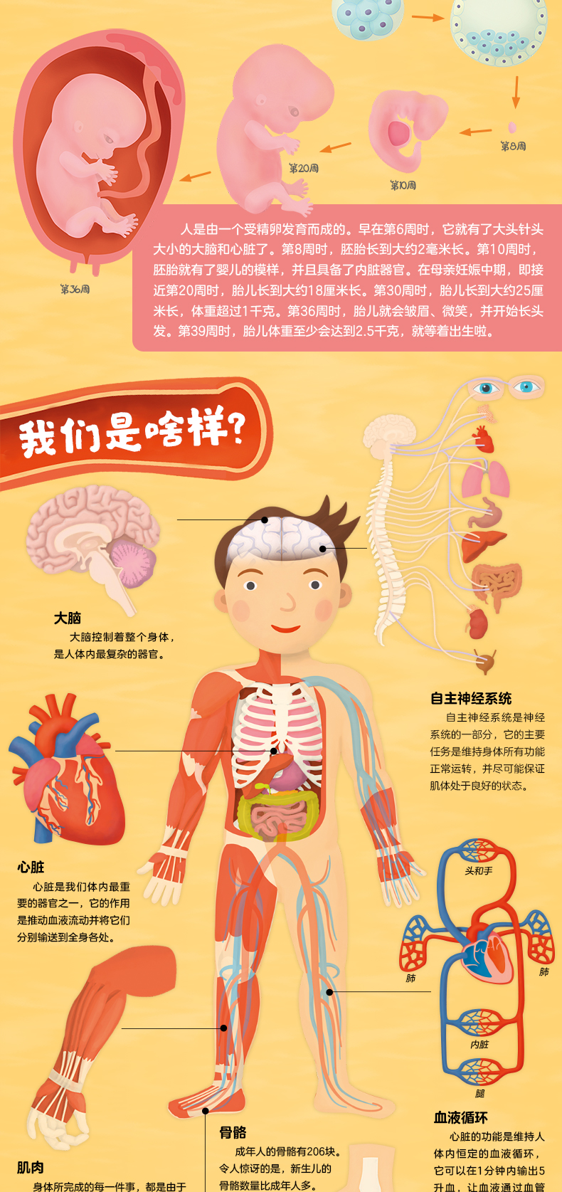 人体奥秘科普说明文图片