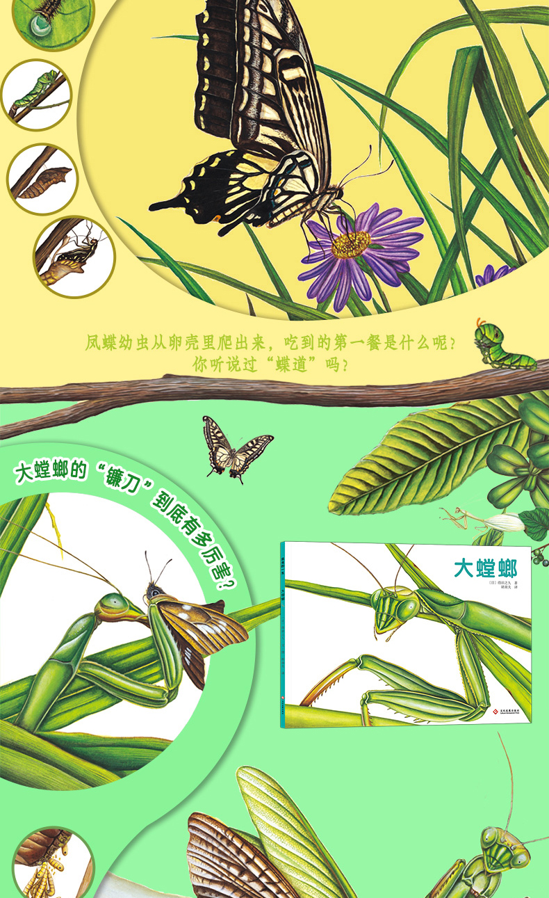 5冊昆蟲的一生精裝繪本日本著名繪畫大師作品中國科學院昆蟲學家傾力