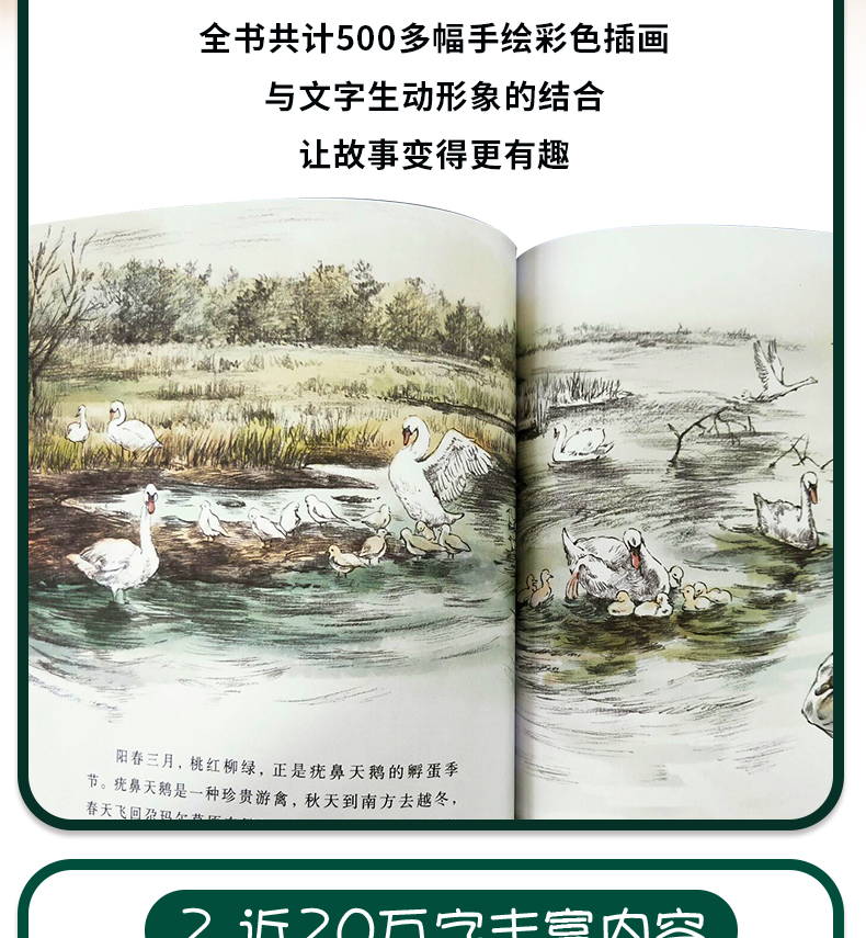 沈石溪动物小说全集系列4册白象家族藏獒渡魂 正版包邮小学生三四五六年级课外书必读的初中课外阅读书籍儿童读物7-10-12-15岁