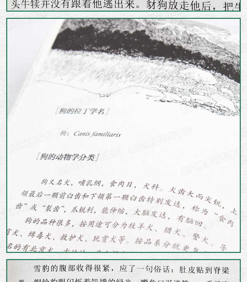 第七条猎狗 沈石溪动物小说全集系列单本正版 小学生课外阅读书籍三四五六年级课外书班主任推荐必读儿童故事读物6-12周岁10-15岁