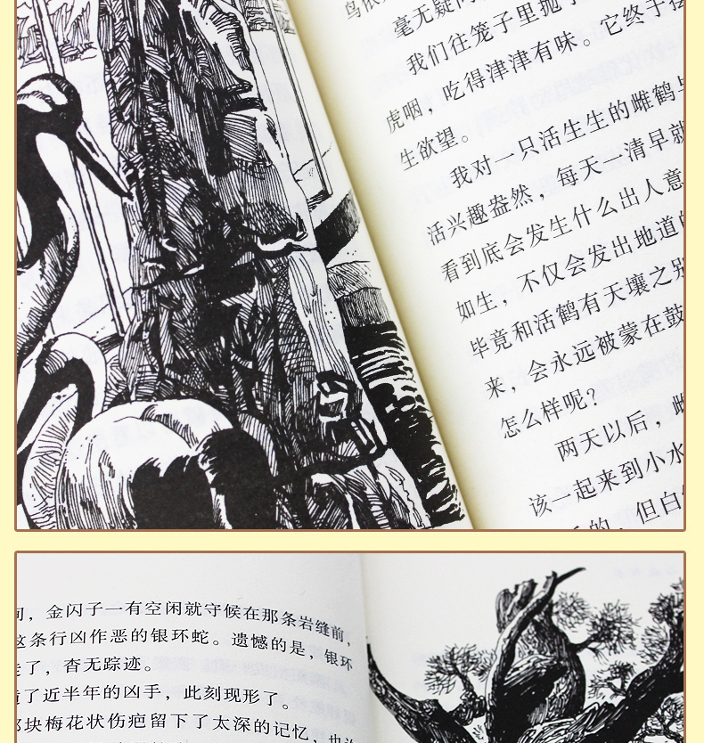 沈石溪动物小说全集系列作品大全共6册 狼王梦第七条猎狗11-14岁小学生课外书
