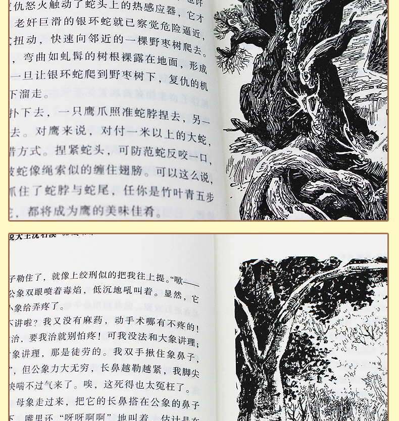 沈石溪动物小说全集系列作品大全共6册 狼王梦第七条猎狗11-14岁小学生课外书