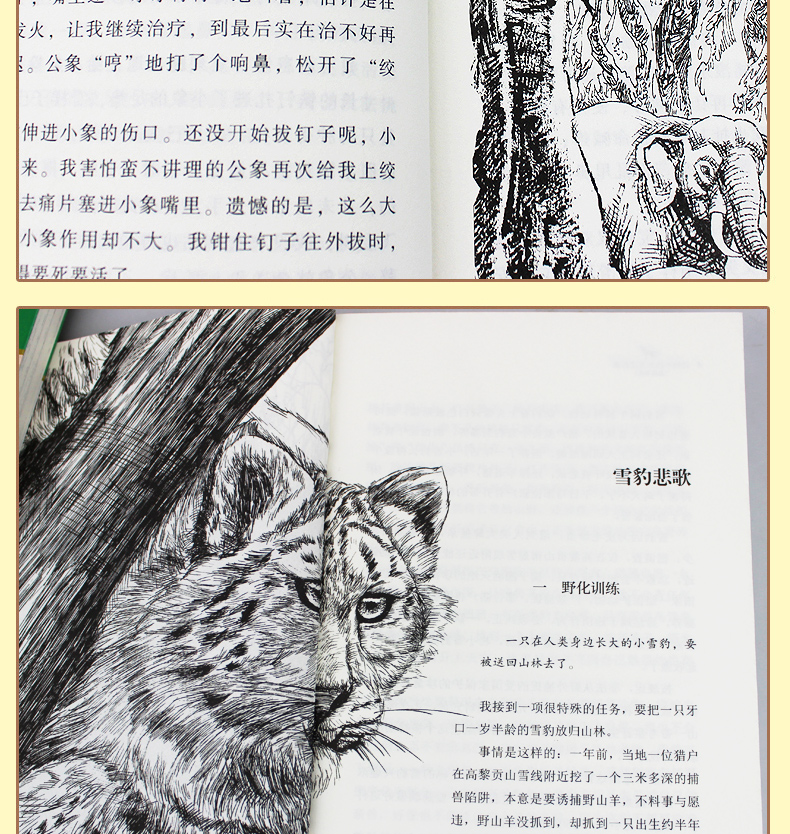 沈石溪动物小说全集系列作品大全共6册 狼王梦第七条猎狗11-14岁小学生课外书