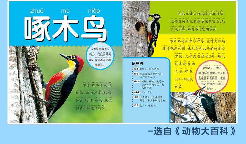 多彩童年我爱读系列 动物+植物+太空+舰船大百科 全4册 全彩注音版 儿童科普百科全书