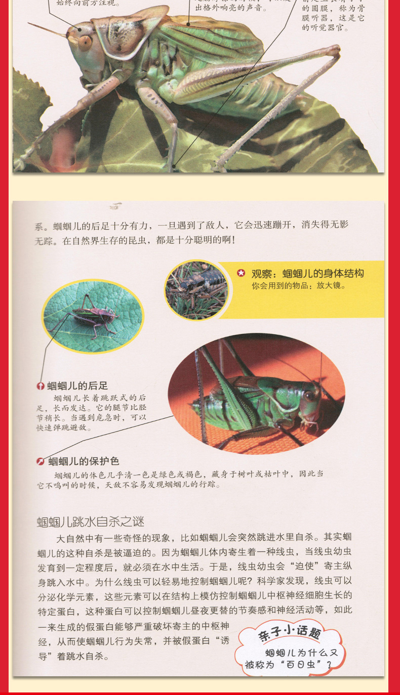 大自然是好的老师4册彩图版 春夏秋冬媲美森林报自然科普 三四五六年级老师推荐小学生10-14岁课外书
