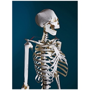 buildyourownhumanskeletonlifesize建立自己的人体骨架生命大小纸模