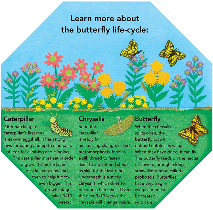 英文原版绘本 Caterpillar to Butterfly 精装 创意折叠翻翻书 昆虫科普毛毛虫变蝴蝶 幼儿STEM读物 科学启蒙 小学百科知识读物