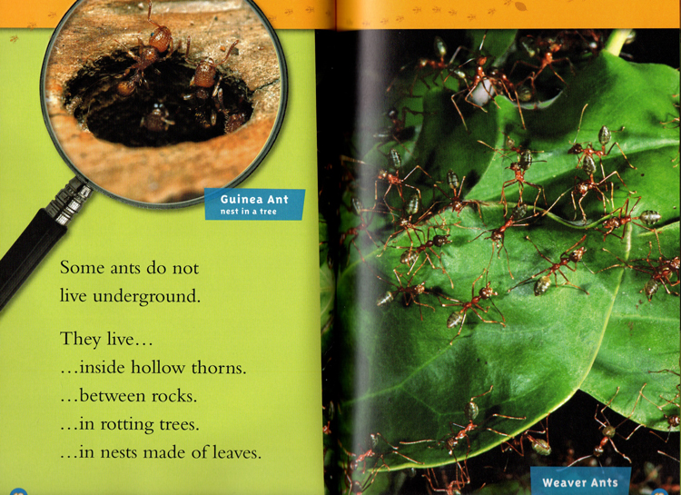 英文原版 National Geographic Kids Creepy Crawly Collection 4个故事合辑  L1L2 美国国家地理儿童百科分级读物 小学STEM课程