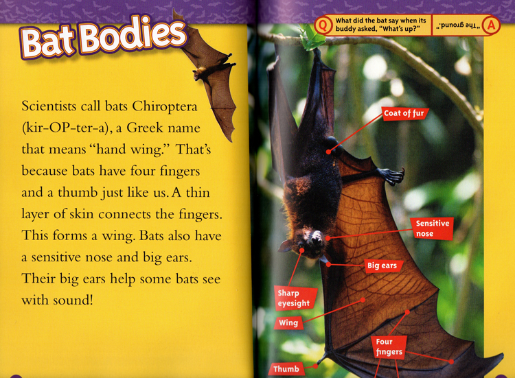 英文原版 National Geographic Kids Creepy Crawly Collection 4个故事合辑  L1L2 美国国家地理儿童百科分级读物 小学STEM课程