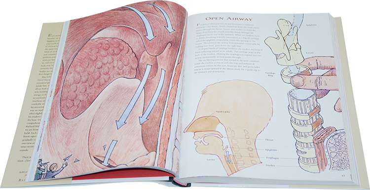 英文原版绘本 The Way We Work 人体好好玩 科普百科儿童知识扩展 大卫麦考利 David Macaulay 精装全彩大厚本