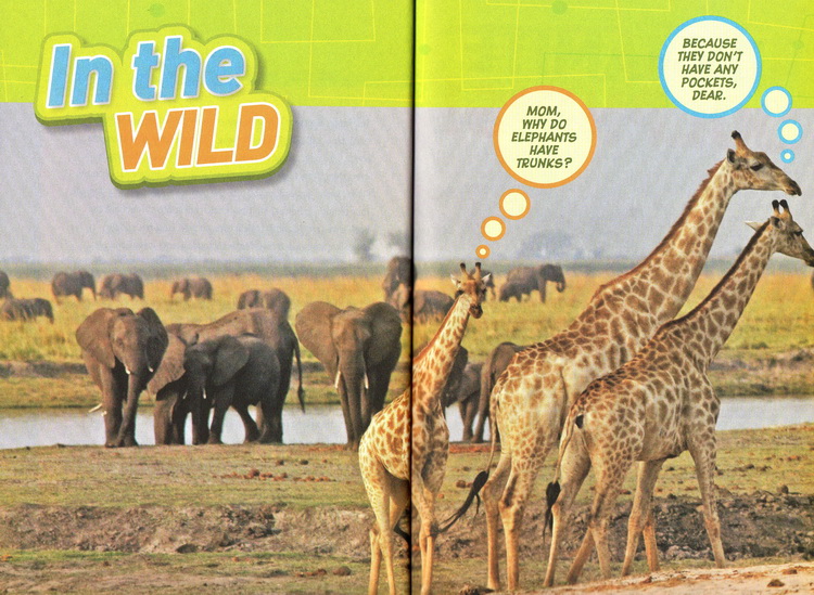 Quiz Whiz系列 国家地理儿童问答小测验 National Geographic Kids 英文原版 5册合售 英语启蒙认知科普知识 古怪趣事1000问