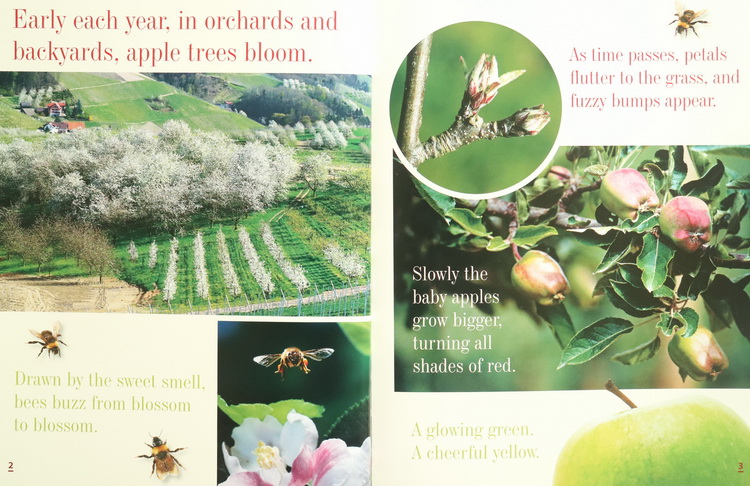英文原版 美国国家地理 National Geographic Kids Apples for Everyone 苹果 儿童启蒙科普读物