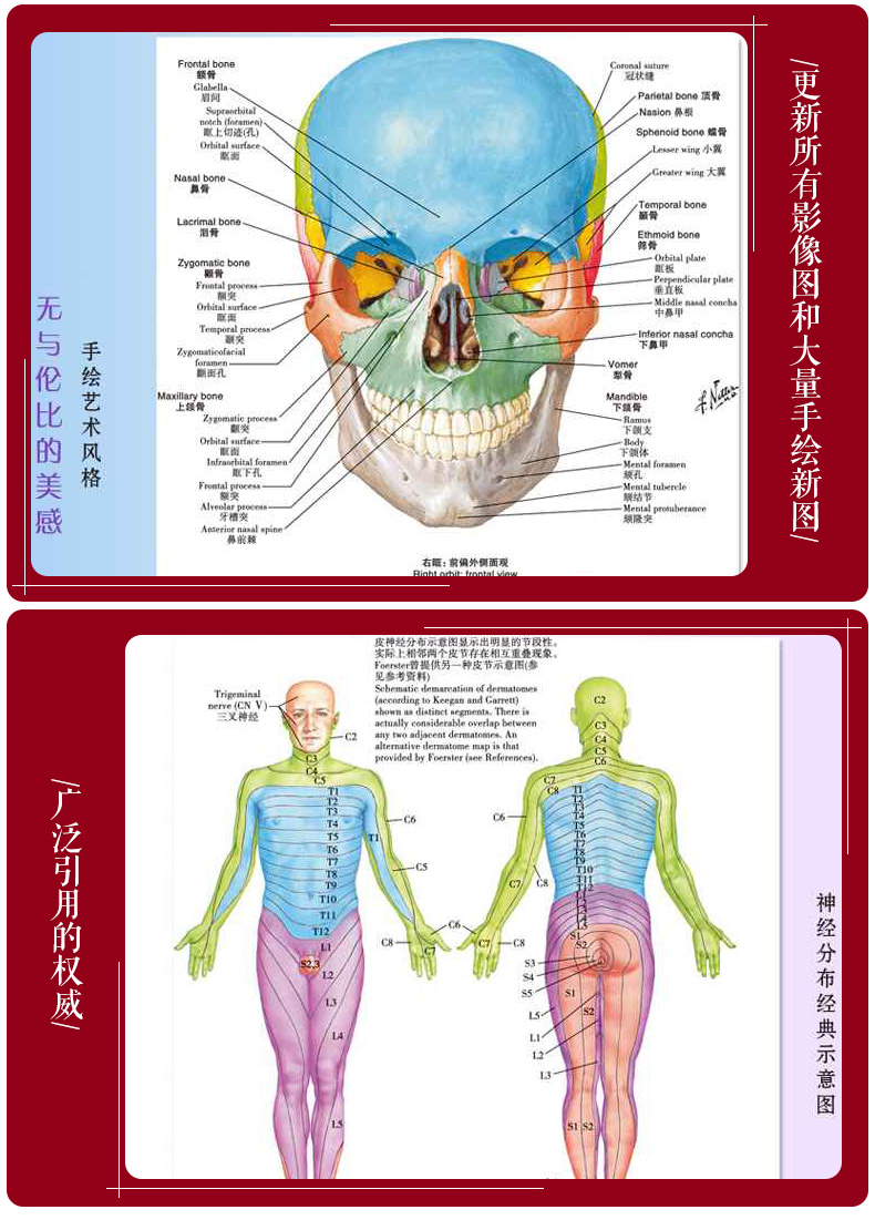 奈特人體解剖學彩色圖譜isbn編號:9787117210294上架時間:2020-09-29