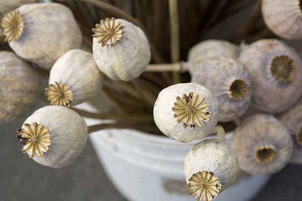 罂粟怎么读罂粟的拼音是什么罂粟是什么长什么样罂粟壳会增加食物的