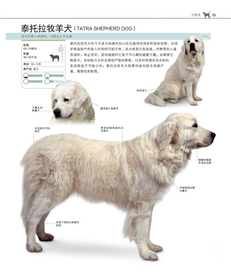 《DK世界名犬驯养百科》