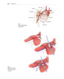 软组织手术 史蒂文 L.莫兰 M.D. 著 李正维 译 9787538198911 辽宁科学技术出版社