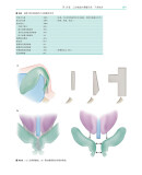 《鼻整形外科手术图谱》（[美] 罗林·K.丹尼尔 著）辽宁科学技术出版社